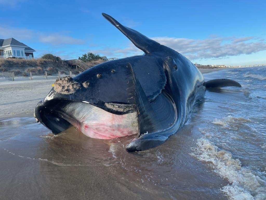 baleine échouée